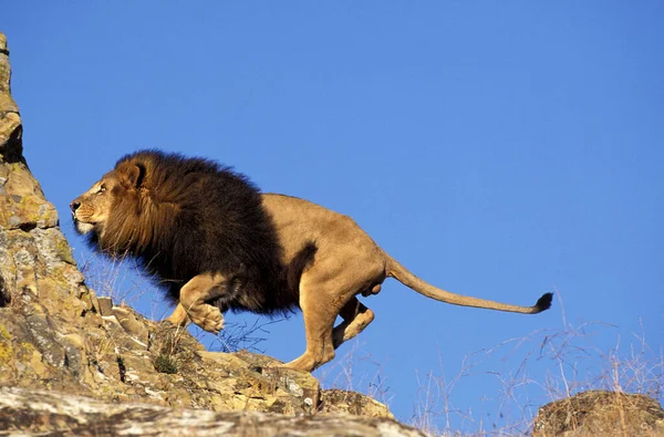 African Lion Panthera Leo Male Beautifful Mane — Stock Photo, Image