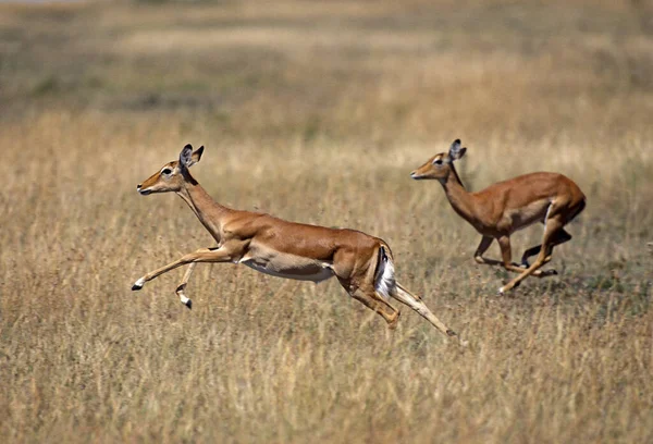 Impala Aepyceros Melampus Žena Běží Přes Savannah Masai Mara Park — Stock fotografie