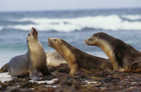 Australian Sea Lion, neophoca cinerea, Females standing on Beach, Australia  