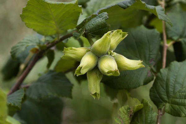 Tangan Hazelnut Normandy — Stok Foto