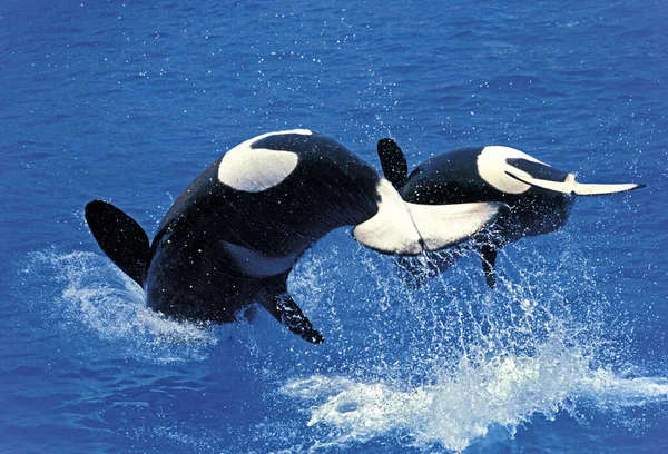 Killer Whale Orcinus Orca Adults Breatching — Stock Photo, Image