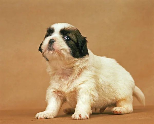 Spaniel Tibetano Pup Fondo Natural — Foto de Stock