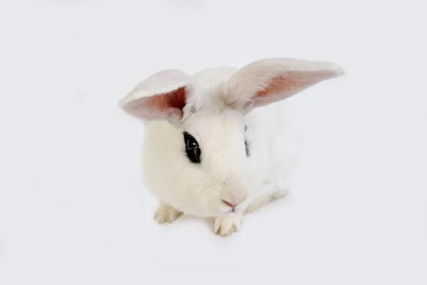 Hotot Rabbit Formandy France — стоковое фото