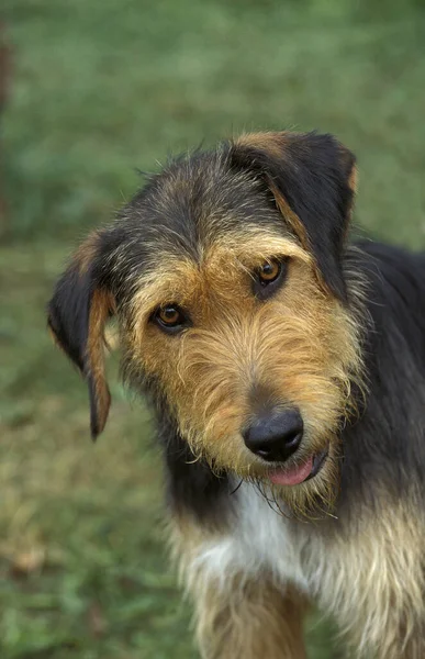 Портрет Собаки Природний Фон — стокове фото