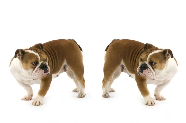 Inglês Bulldog Fundo Natural — Fotografia de Stock