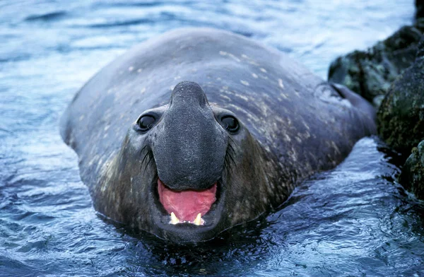 Zuidelijke Zeeolifant Mirounga Leonina Mannelijke Roeping Antarctica — Stockfoto