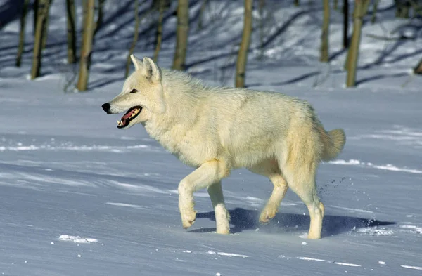 Αρκτικός Λύκος Canis Lupus Tundrarum Ενηλίκων Στέκεται Στο Χιόνι Αλάσκα — Φωτογραφία Αρχείου