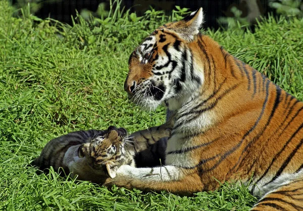 Tigre Siberiano Pantera Tigris Altaica Hembra Con Cachorro Tendido Sobre — Foto de Stock
