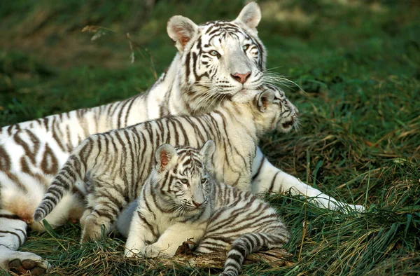 Tigre Blanco Pantera Tigris Madre Con Cachorro — Foto de Stock