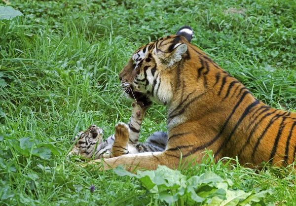 Сибирский Тигр Panthera Tigris Altaica Женщина Детенышем Лежащим Траве — стоковое фото