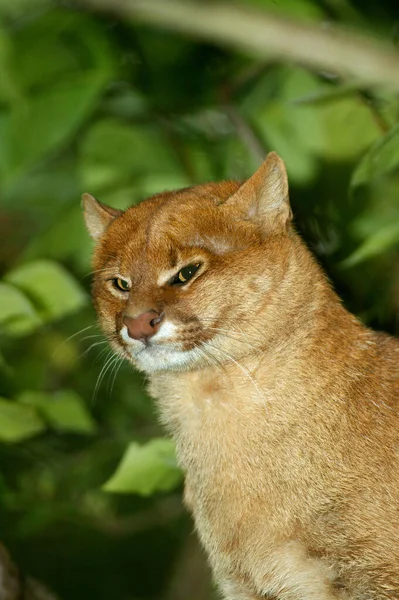 Jaguarundi Herpailurus Yaguarondi Portrait Adulte — Photo