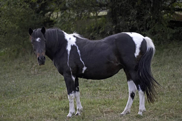 Franse Zadelpony Natuurlijke Achtergrond — Stockfoto