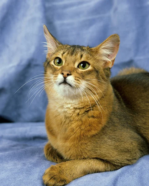 Somalí Azul Gato Doméstico Colocando Contra Fondo Azul — Foto de Stock