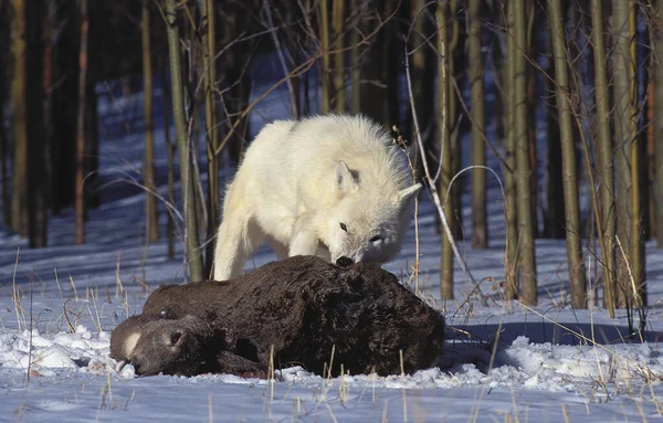 Arctic Wolf Canis Lupus Tundrarum Adult Kill Wapiti Female Alaska — 스톡 사진