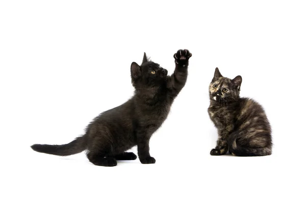 Raccourci Britannique Noir Écaille Tortue Noire British Shorthair Cat Domestique — Photo