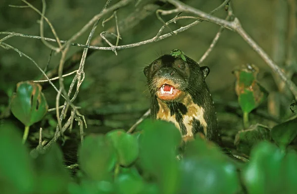 Cortador Gigante Pteronura Brasiliensis Adulto Pie Río Pantanal Brasil — Foto de Stock