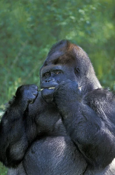 Eastern Lowland Gorilla Gorila Gorilla Graueri Masculino Comendo Plant — Fotografia de Stock