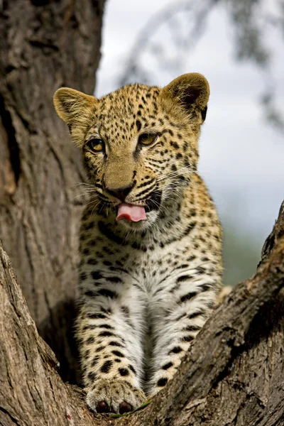 Leopardo Pantera Pardus Meses Idade Cub Bocejando Com Língua Para — Fotografia de Stock