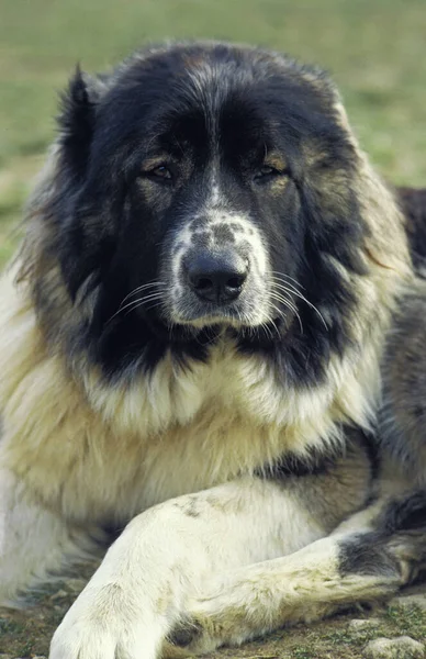 Cane Pastore Caucasico Una Razza Dalla Russia — Foto Stock