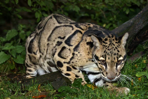 Zatažený Leopard Neofelis Nebulosa Dospělý Stojící Zemi — Stock fotografie