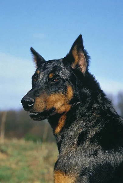 Beauceron Dog Vagy Bemuce Sheepdog Old Standard Fajta Vágott Fülekkel — Stock Fotó