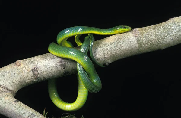 Grüne Schlange Opheodrys Major Erwachsener Auf Ast Vor Schwarzem Hintergrund — Stockfoto