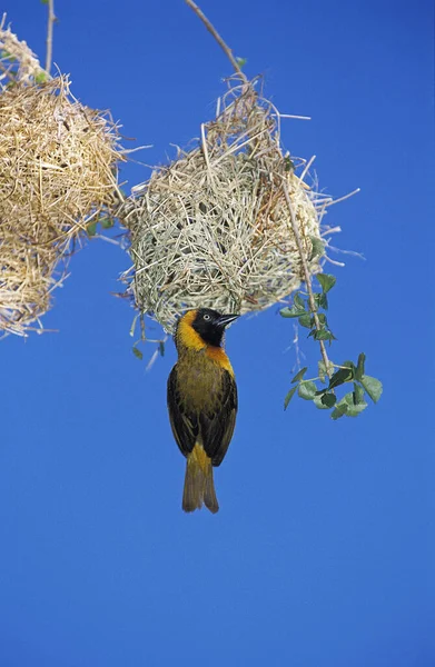 Village Weaver Ploceus Cucullatus Férfi Épület Fészek Samburu Park Kenyában — Stock Fotó