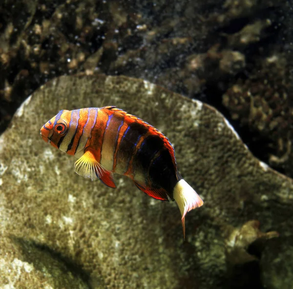 Harlequin Tusk Fish Choerodon Fasciatus — Stock Photo, Image