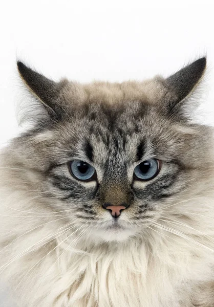 Tulení Tabby Point Neva Maškarní Sibiř Domácí Kočka Portrét Muže — Stock fotografie