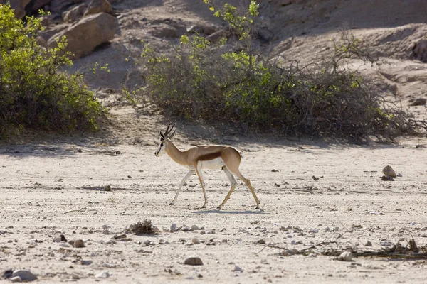 Springbok Antidorcas Marsupialis Adulto Deserto Namib Namíbia — Fotografia de Stock