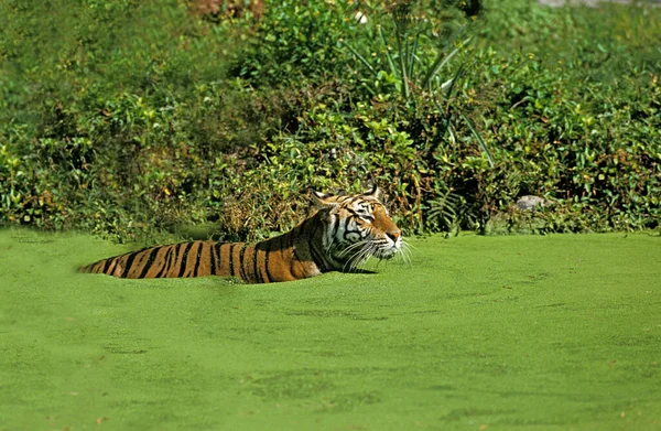 Tigre Bengala Tigris Tigris Panthera Adulto Água — Fotografia de Stock