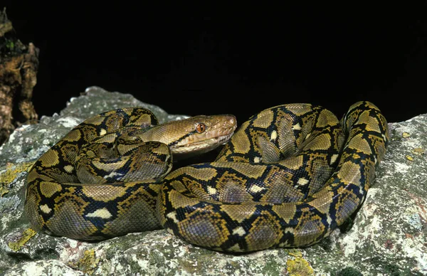 Σχηματισμένο Python Python Reticulatus Ενηλίκων Στέκεται Στο Βράχο — Φωτογραφία Αρχείου