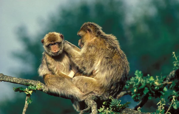 Barbary Macaque Macaca Jagana Adults Grooming — 스톡 사진