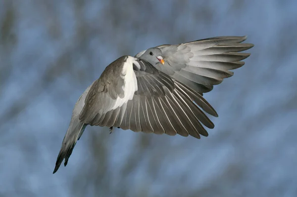 Wood Pigeon Columba Palumbus Adult Flight Normandy — Stock Photo, Image