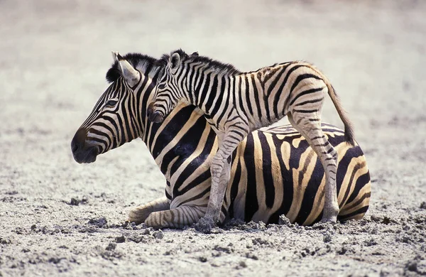 Burchell Zebra Equus Burchelli Mare Foal Serengeti Park Tanzania — Stockfoto