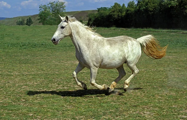 Cavalos Lipizzan Adulto Galopando Através Prado — Fotografia de Stock