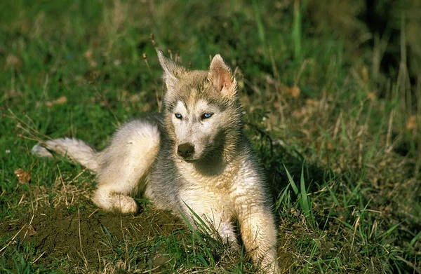 Husky Siberiano Cachorro Deitado Grama — Fotografia de Stock