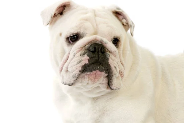 English Bulldog Natuurlijke Achtergrond — Stockfoto