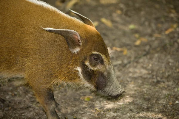 Hora Rio Vermelho Bush Pig Potamochoerus Porcus — Fotografia de Stock