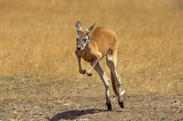 Red Kengaroo Macropus Rufus Felnőtt Futás Ausztrália — Stock Fotó