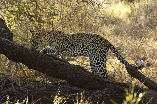 Leopard Panthera Pardus Adult Smelling Branch Masai Mara Park Kenya — 图库照片