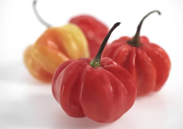 Martinique Hot Pepper Capsicum Annuum — Stockfoto