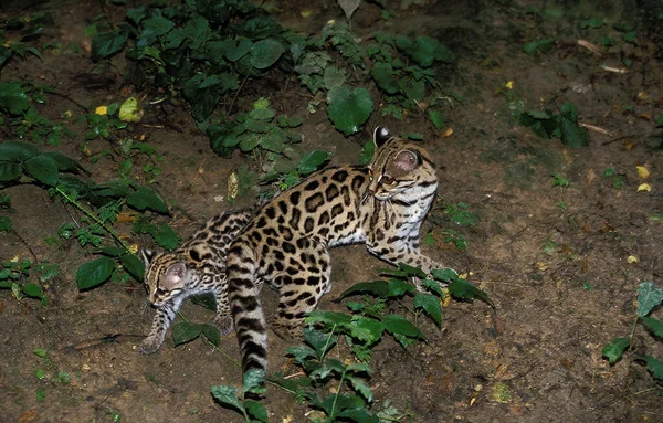 Margay Cat Leopardus Wiedi Anya Kölyökkel — Stock Fotó