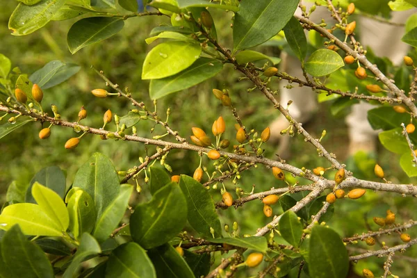 Coca Erythroxylum Coca Blad För Kokainproduktion Peru — Stockfoto