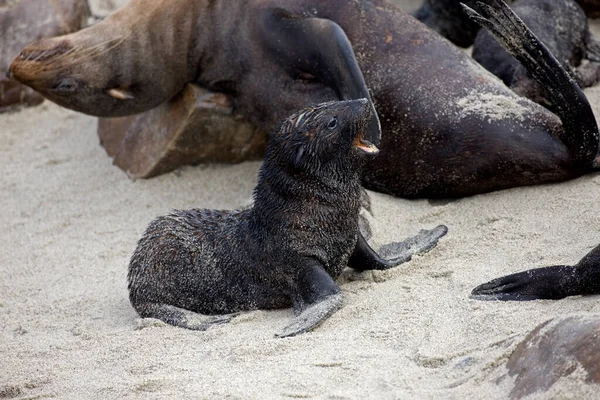 South African Fur Seal Arctocephalus Pusillus Cape Cross Namibia — Stock Photo, Image