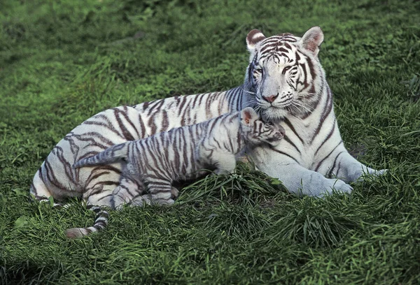 Tigre Branco Tigris Panthera Mãe Com Filhote Deitado Grama — Fotografia de Stock