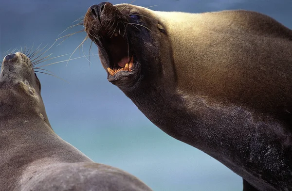 Australian Sea Lion Neophoca Cinerea Pair Male Arstalia — 스톡 사진