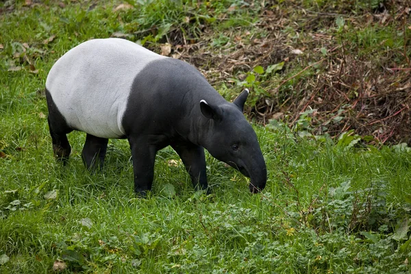 Malayan Tapir Tapirus Indicus Adult — Stock Photo, Image