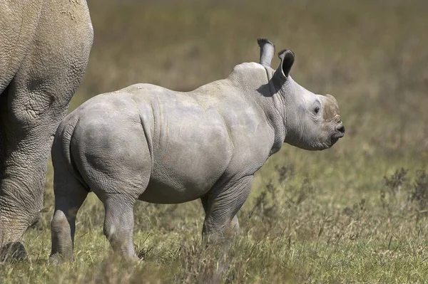 Rinoceronte Branco Ceratotherium Simum Feminino Com Bezerro Parque Nakuru Quênia — Fotografia de Stock
