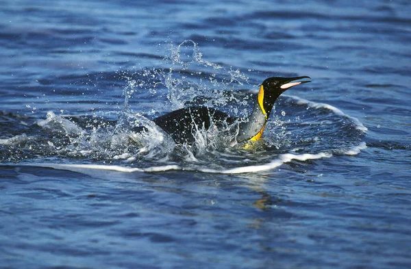 King Penguin Aptenodytes Patagonica Adult Swimming Emerging Ocean Salisbury Plain — Fotografia de Stock